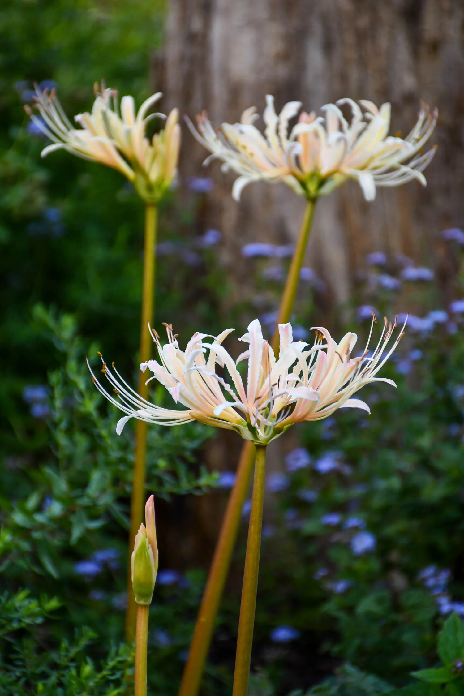A Peachy Keen Lycoris | Meristem